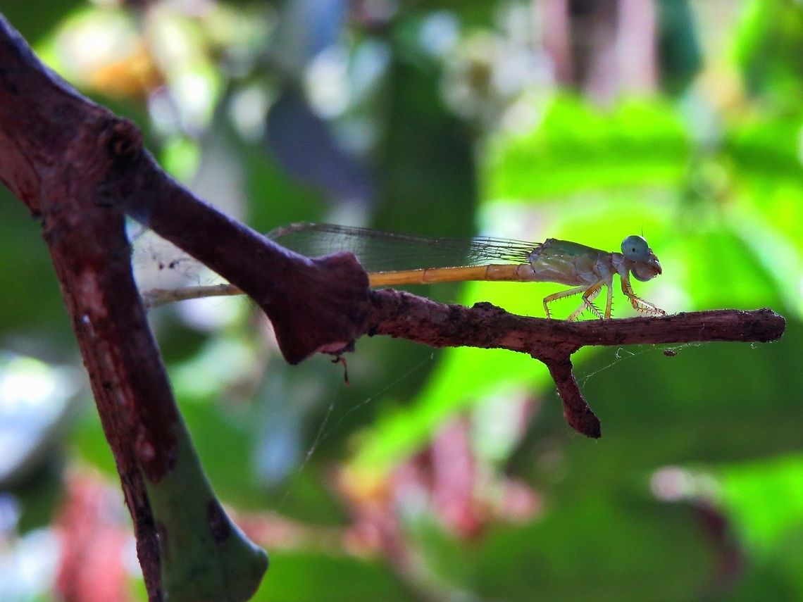 Yellow Waxtail (Ceriagrion coromandelianum)                                 Ceriagrion coromandelianum,Geotagged,Sri Lanka,Yellow Waxtail,damselfly