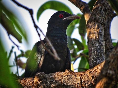 Asian Koel (Male)                                 Asian Koel,Eudynamys scolopaceus,Sri Lanka