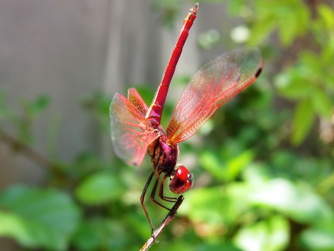 Crimson Dropwing (Trithemis aurora)                                 Crimson Dropwing,Crimson Marsh Glider,Dragonfly,Sri Lanka,Trithemis aurora