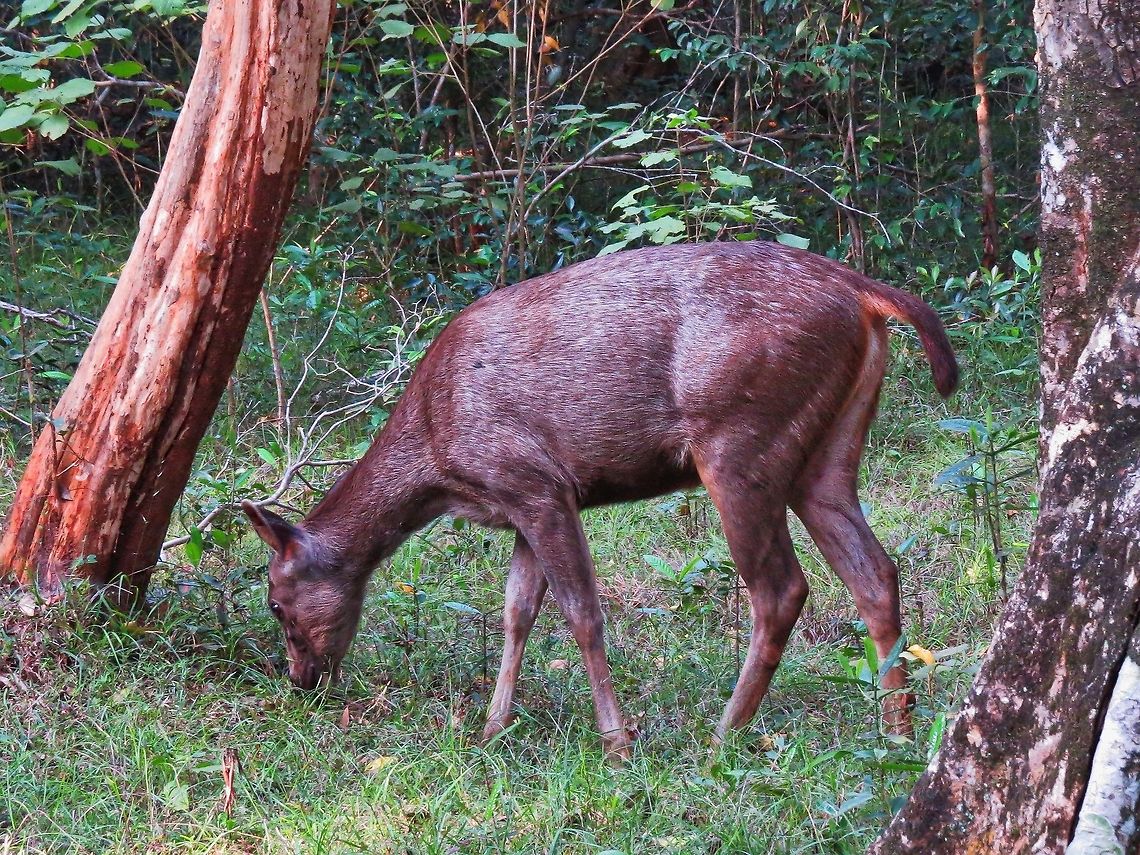 Sri Lankan sambar deer Sri Lankan Sambar Deer (Rusa unicolor unicolor) at Wilpattu National Park, Sri Lanka Deer,Geotagged,Rusa unicolor unicolor,Sambar,Sri Lanka,Sri Lankan sambar deer,sambar deer