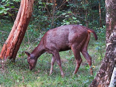 Sri Lankan sambar deer Sri Lankan Sambar Deer (Rusa unicolor unicolor) at Wilpattu National Park, Sri Lanka Deer,Geotagged,Rusa unicolor unicolor,Sambar,Sri Lanka,Sri Lankan sambar deer,sambar deer