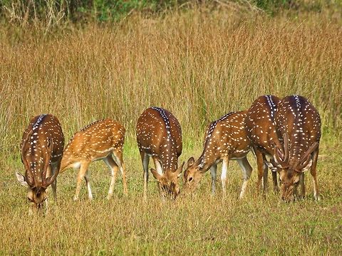 Sri Lankan axis deer Sri Lankan axis deer (Axis axis ceylonensis) at Wilpattu National Park, Sri Lanka Axis axis ceylonensis,Axis deer,Deer,Geotagged,Sri Lanka,Sri Lankan axis deer,axis deer