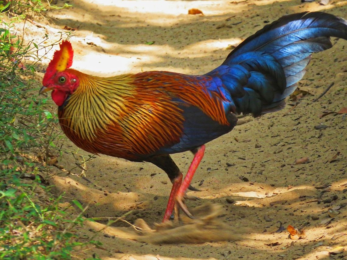 Sri Lankan Jungle fowl (Male) Sri Lankan Jungle Fowl at Wilpattu National Park, Sri Lanka Gallus lafayetii,Geotagged,Jungle Fowl,Sri Lanka,Sri Lankan Jungle fowl,Sri Lankan Junglefowl