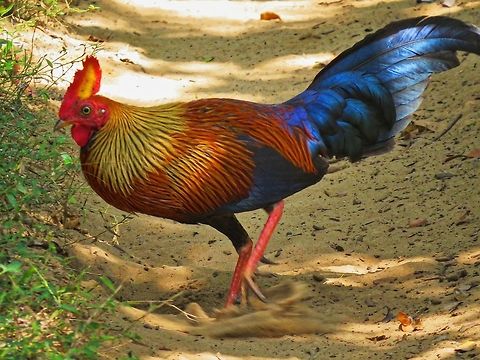 Sri Lankan Jungle fowl (Male) Sri Lankan Jungle Fowl at Wilpattu National Park, Sri Lanka Gallus lafayetii,Geotagged,Jungle Fowl,Sri Lanka,Sri Lankan Jungle fowl,Sri Lankan Junglefowl