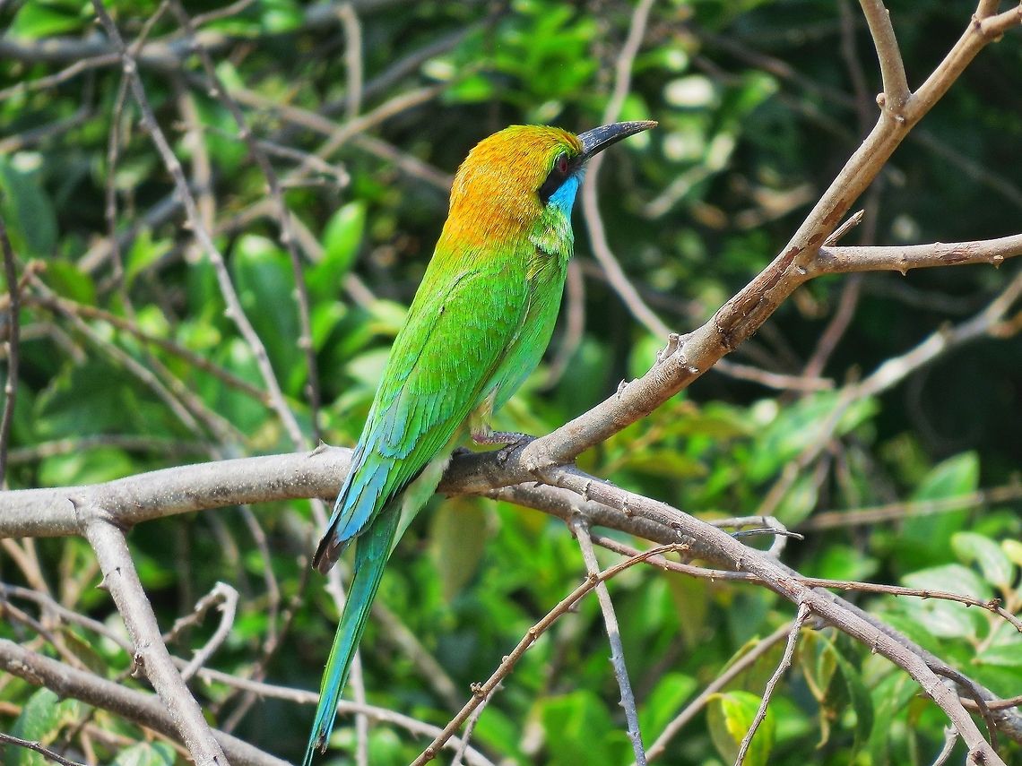 Green Bee-eater Green Bee-eater at Wilpattu National Park, Sri Lanka Bee-eater,Geotagged,Green Bee-eater,Merops orientalis,Sri Lanka