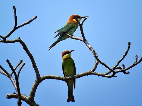 Chestnut-headed Bee-eater Chestnut-headed Bee-eater at Wilpattu National Park, Sri Lanka Bee-eater,Chestnut-headed Bee-eater,Geotagged,Merops leschenaulti,Sri Lanka