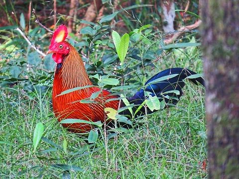 Sri Lankan Jungle fowl (Male) Sri Lankan Jungle fowl at Wilpatu national park. Gallus lafayetii,Geotagged,Sri Lanka,Sri Lankan Jungle fowl,Sri Lankan Junglefowl