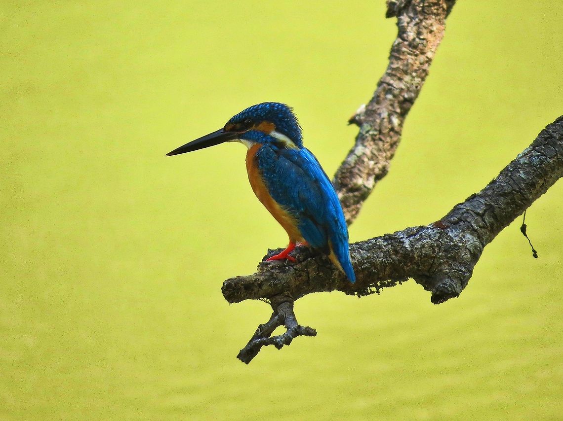 Common Kingfisher Common Kingfisher at Wilpattu national park. Alcedo atthis,Common Kingfisher,Geotagged,Kingfisher,Sri Lanka
