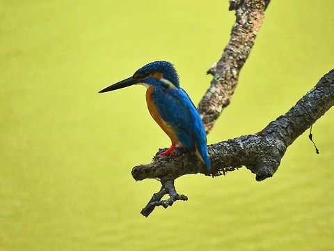 Common Kingfisher Common Kingfisher at Wilpattu national park. Alcedo atthis,Common Kingfisher,Geotagged,Kingfisher,Sri Lanka