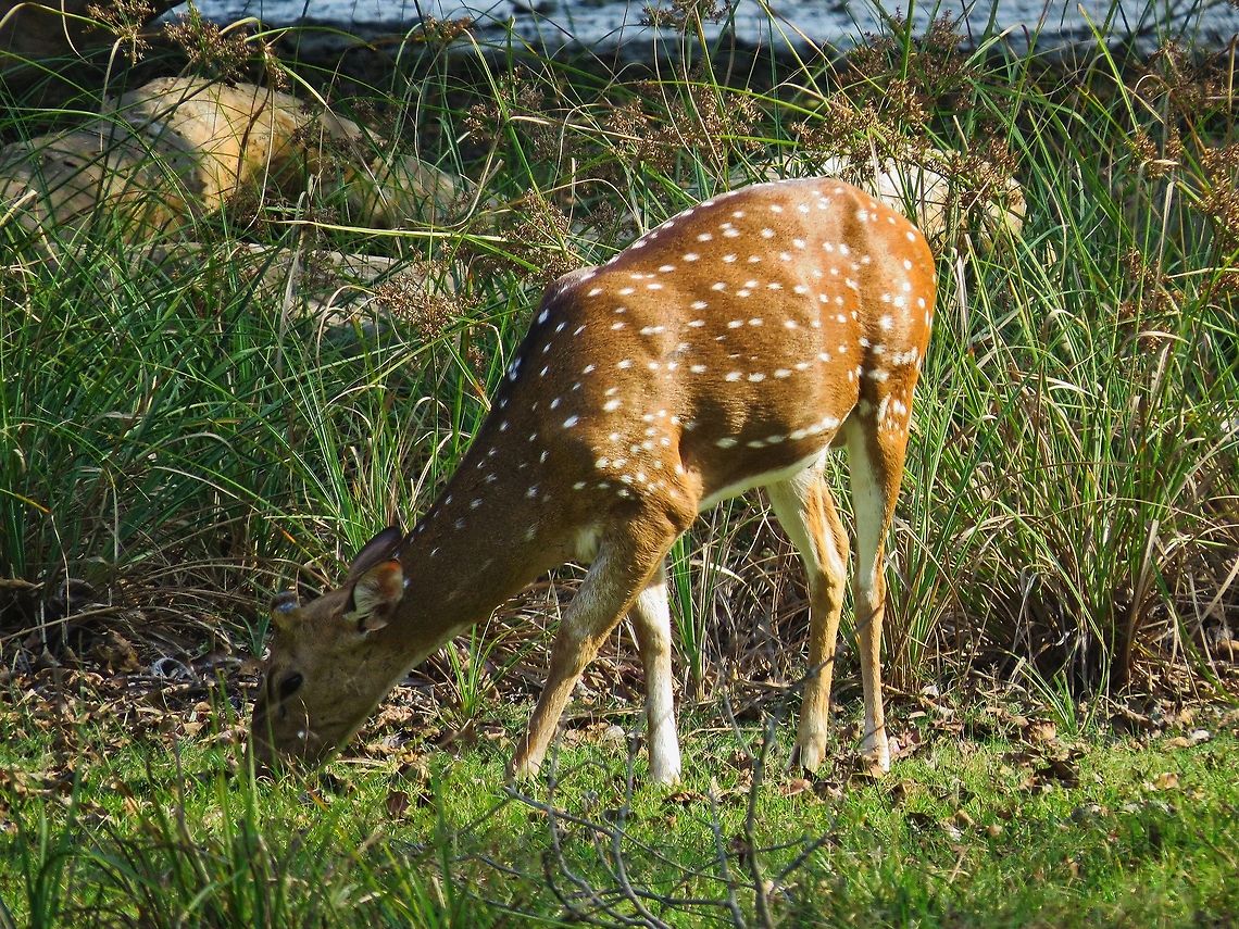 Sri Lankan axis deer Sri Lankan axis deer at Wilpattu national park Axis axis ceylonensis,Axis deer,Deer,Geotagged,Sri Lanka,Sri Lankan axis deer