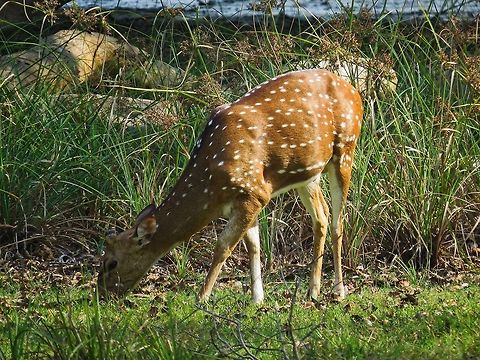 Sri Lankan axis deer Sri Lankan axis deer at Wilpattu national park Axis axis ceylonensis,Axis deer,Deer,Geotagged,Sri Lanka,Sri Lankan axis deer