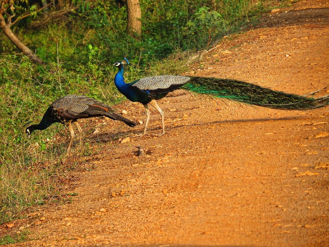 Peacock and Peahen Peacock and Peahen walking at Wilpattu national park                                Geotagged,Indian Peafowl,Pavo cristatus,Peacock,Peahen,Sri Lanka,Sri lanka