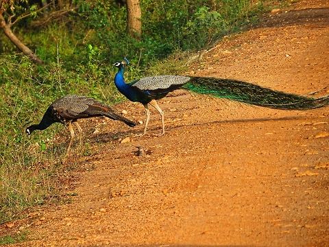 Peacock and Peahen Peacock and Peahen walking at Wilpattu national park                                Geotagged,Indian Peafowl,Pavo cristatus,Peacock,Peahen,Sri Lanka,Sri lanka