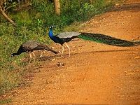 Peacock and Peahen Peacock and Peahen walking at Wilpattu national park                                Geotagged,Indian Peafowl,Pavo cristatus,Peacock,Peahen,Sri Lanka,Sri lanka