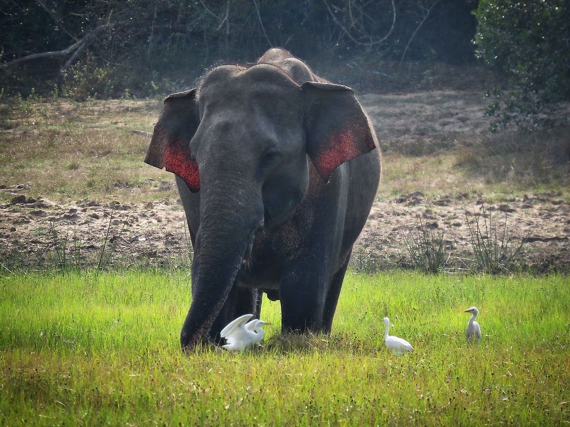 Sri Lankan Elephant Sri Lankan elephant at Wilpattu national park.                          Elephant,Elephas maximus maximus,Geotagged,Sri Lanka,Sri Lankan elephant