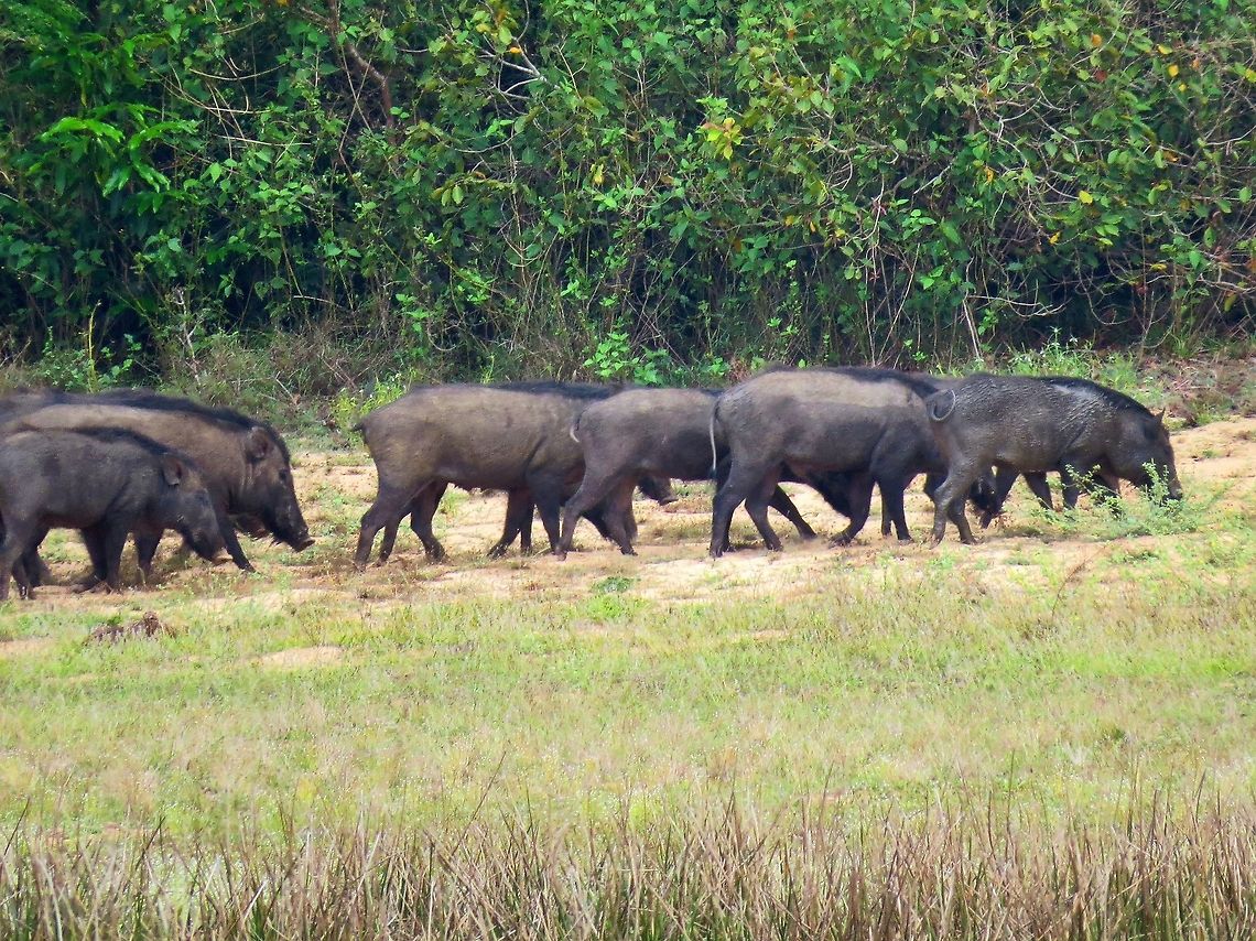 Wild Boars A herd of wild boars at Wilpattu national park. Boar,Geotagged,Indian boar,Sri Lanka,Sus scrofa,Sus scrofa cristatus,Wild boar,wild boar