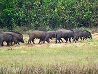 Wild Boars A herd of wild boars at Wilpattu national park. Boar,Geotagged,Indian boar,Sri Lanka,Sus scrofa,Sus scrofa cristatus,Wild boar,wild boar