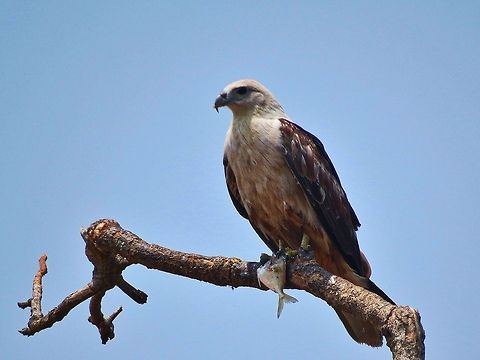 White-bellied Sea Eagle - Lunch time White-bellied Sea Eagle eating a fish at Wilpattu national park                                Eagle,Geotagged,Haliaeetus leucogaster,Sea Eagle,Sri Lanka,White-bellied Sea Eagle