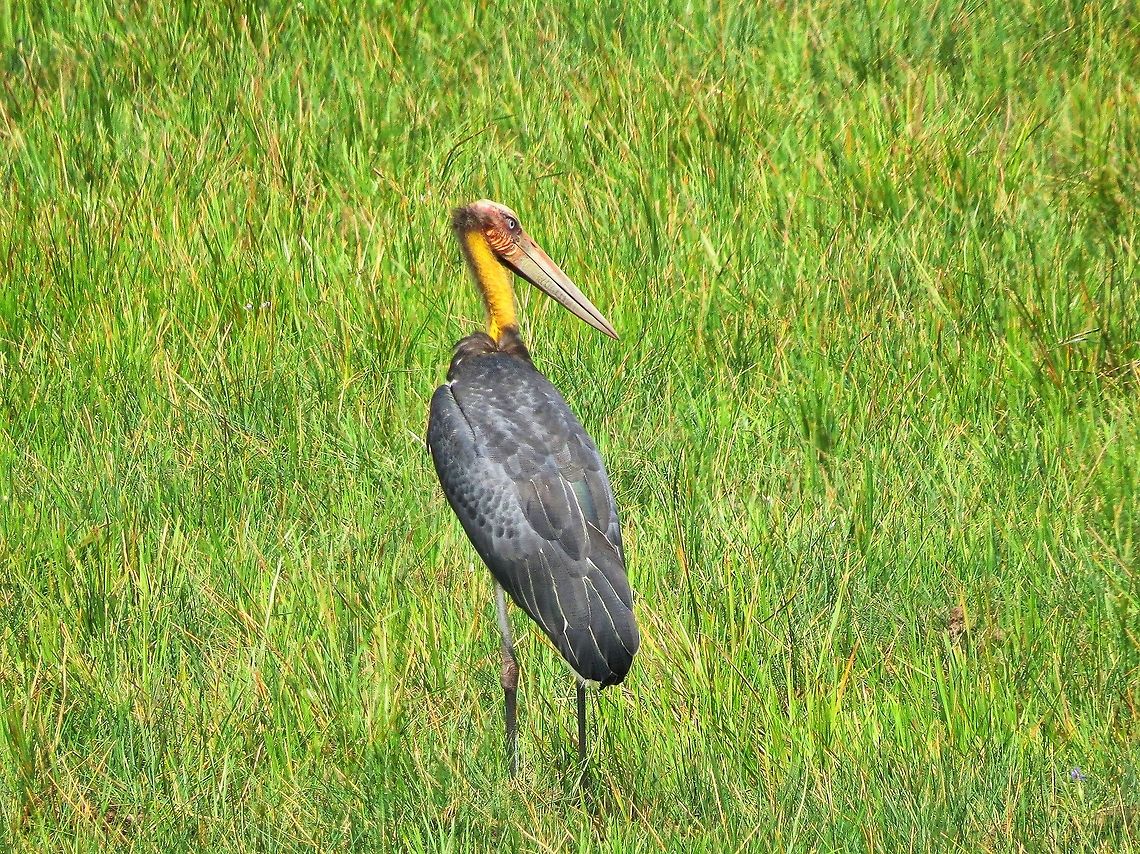 Lesser Adjutant Lesser Adjutant (Leptoptilos javanicus) at Wilpattu national park.                                Geotagged,Leptoptilos javanicus,Lesser Adjutant,Sri Lanka