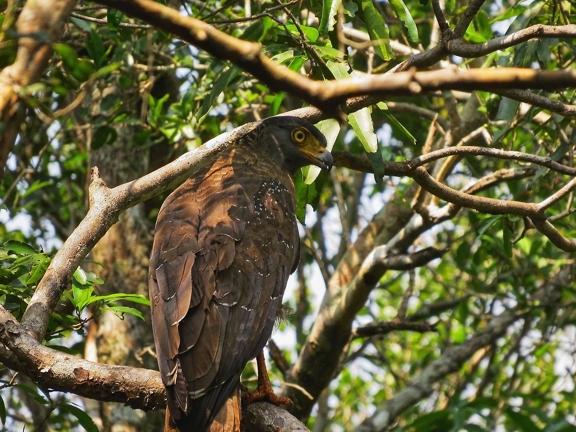 Sri Lankan Crested Serpent Eagle (Spilornis cheela spilogaster) Crested Serpent Eagle (Spilornis cheela spilogaster) at Wilpattu national park Crested Serpent Eagle,Geotagged,Spilornis cheela,Spilornis cheela spilogaster,Sri Lanka