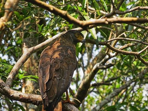 Sri Lankan Crested Serpent Eagle (Spilornis cheela spilogaster) Crested Serpent Eagle (Spilornis cheela spilogaster) at Wilpattu national park Crested Serpent Eagle,Geotagged,Spilornis cheela,Spilornis cheela spilogaster,Sri Lanka