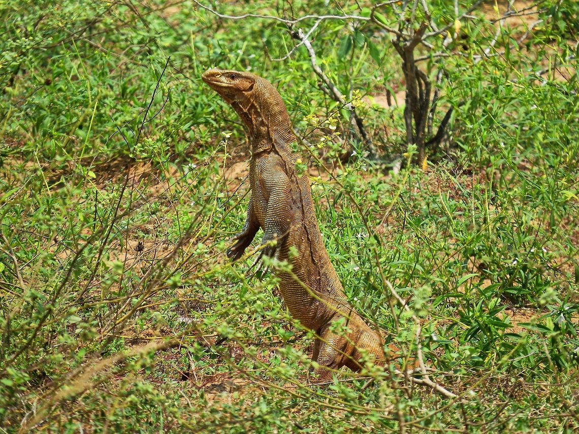 Sri Lankan Land monitor Sri Lankan Land monitor (Varanus bengalensis) in Wilpattu national park Bengal monitor (Indian monitor),Geotagged,Land monitor,Monitor,Sri Lanka,Varanus bengalensis