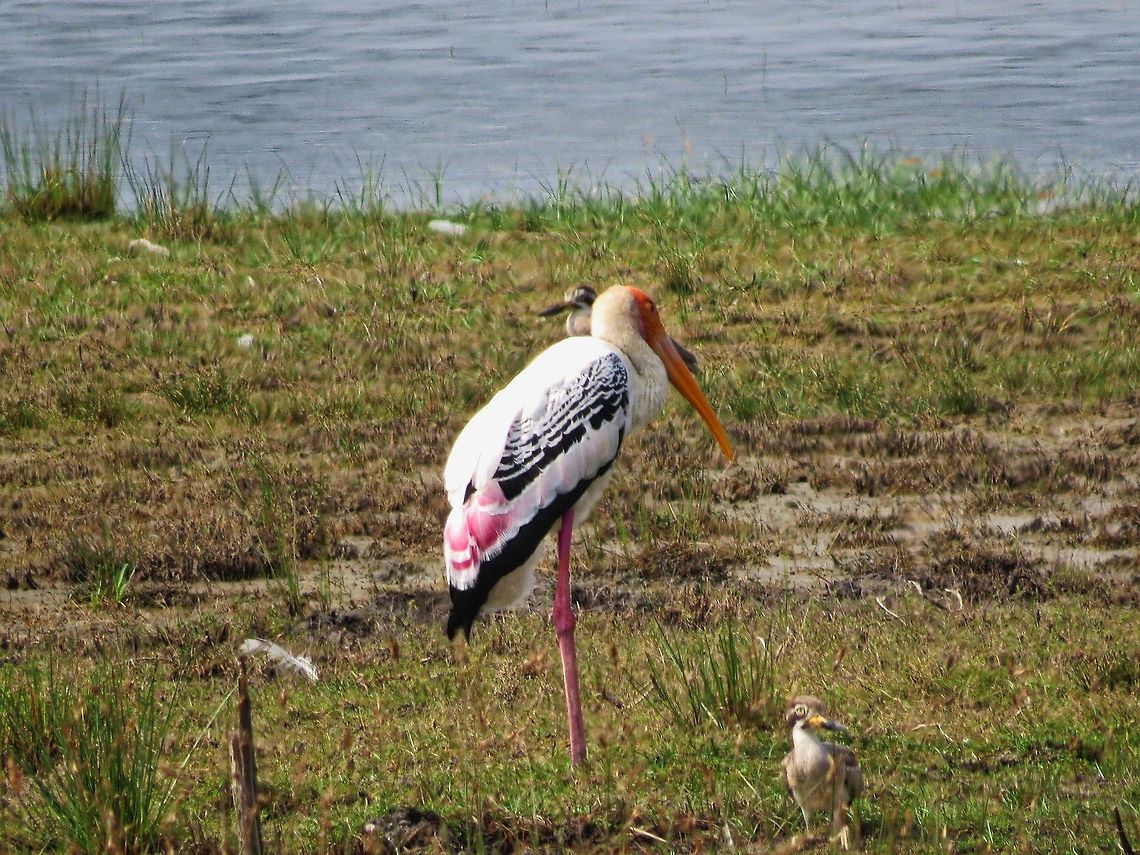 Painted Stork Painted Stork (Mycteria leucocephala) in Wilpattu national park                                Geotagged,Mycteria leucocephala,Painted Stork,Sri Lanka