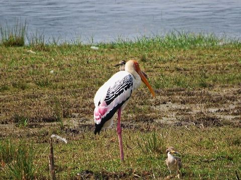 Painted Stork Painted Stork (Mycteria leucocephala) in Wilpattu national park                                Geotagged,Mycteria leucocephala,Painted Stork,Sri Lanka