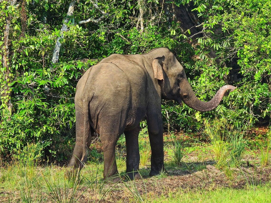Sri Lankan Elephant At Wilpattu national park.                                Elephant,Elephas maximus maximus,Geotagged,Sri Lanka,Sri Lankan elephant