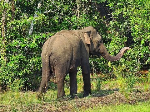 Sri Lankan Elephant At Wilpattu national park.                                Elephant,Elephas maximus maximus,Geotagged,Sri Lanka,Sri Lankan elephant