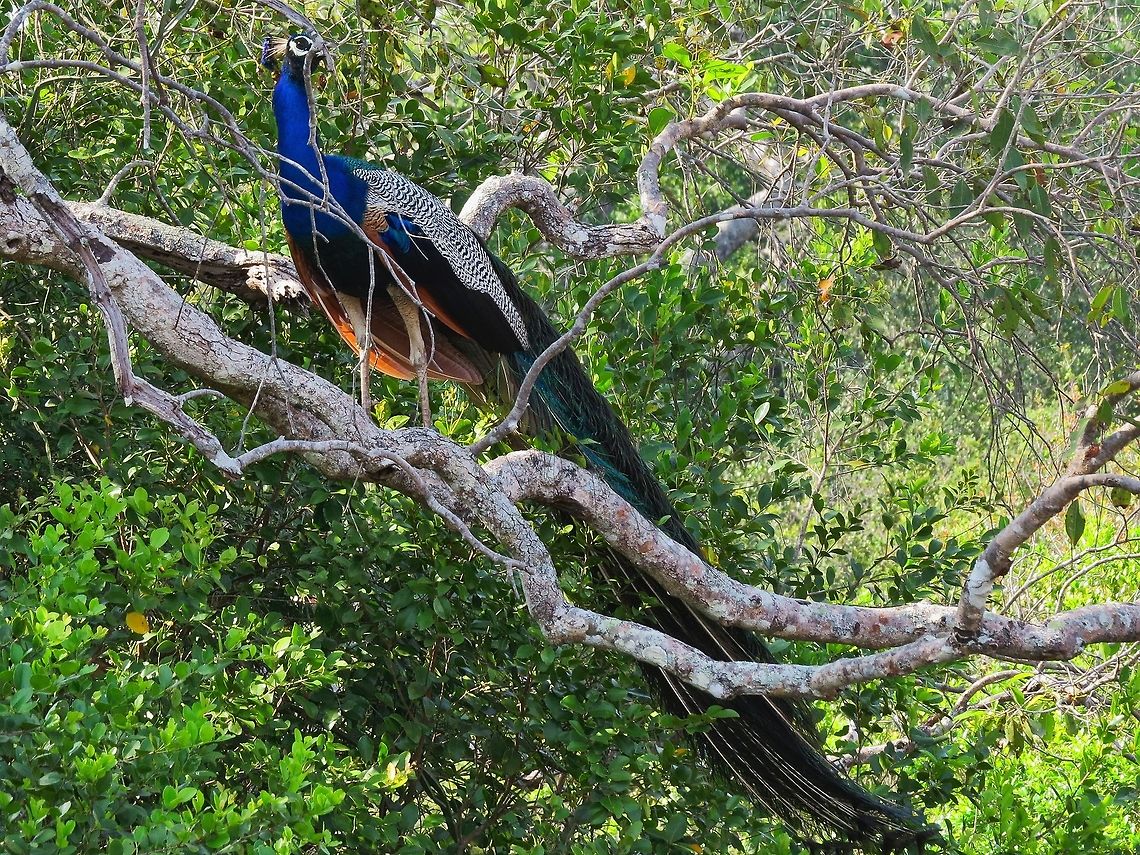 Majestic Peacock Peacock in Wilpattu national park Geotagged,Indian Peafowl,Pavo cristatus,Peacock,Sri Lanka
