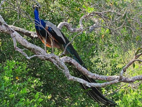 Majestic Peacock Peacock in Wilpattu national park Geotagged,Indian Peafowl,Pavo cristatus,Peacock,Sri Lanka