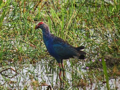 Purple Swamphen Purple Swamphen (Porphyrio porphyrio) at Wilpattu national park. Geotagged,Porphyrio porphyrio,Purple Swamphen,Sri Lanka,Swamphen
