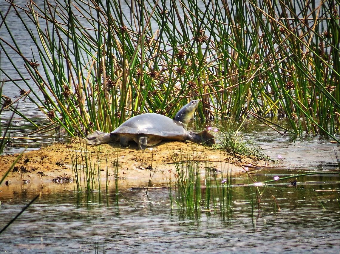 Soft shelled turtle Soft shelled turtle (Lissemys punctata) in Wilpattu national park.                                Geotagged,Indian flapshell turtle,Lissemys punctata,Soft Shelled Turtle,Sri Lanka,Turtle