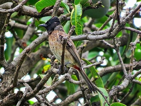 Red-vented Bulbul                                 Geotagged,Pycnonotus cafer,Red-vented Bulbul,Sri Lanka