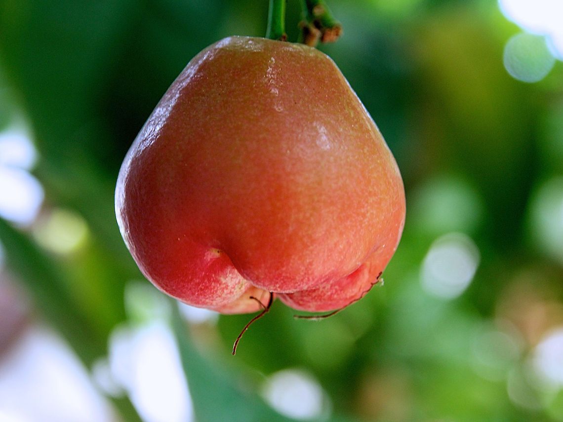 Jumbu Fruit  Champoo,Jumbu,Sri Lanka,Syzygium samarangense