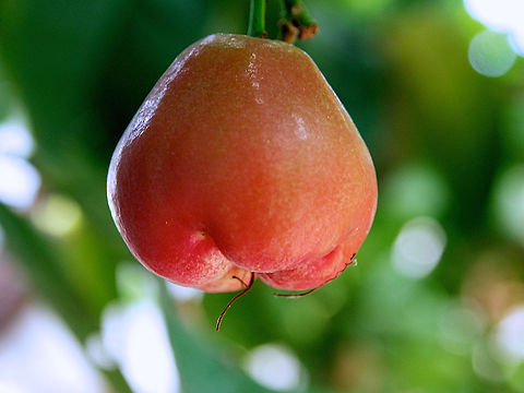 Jumbu Fruit  Champoo,Jumbu,Sri Lanka,Syzygium samarangense