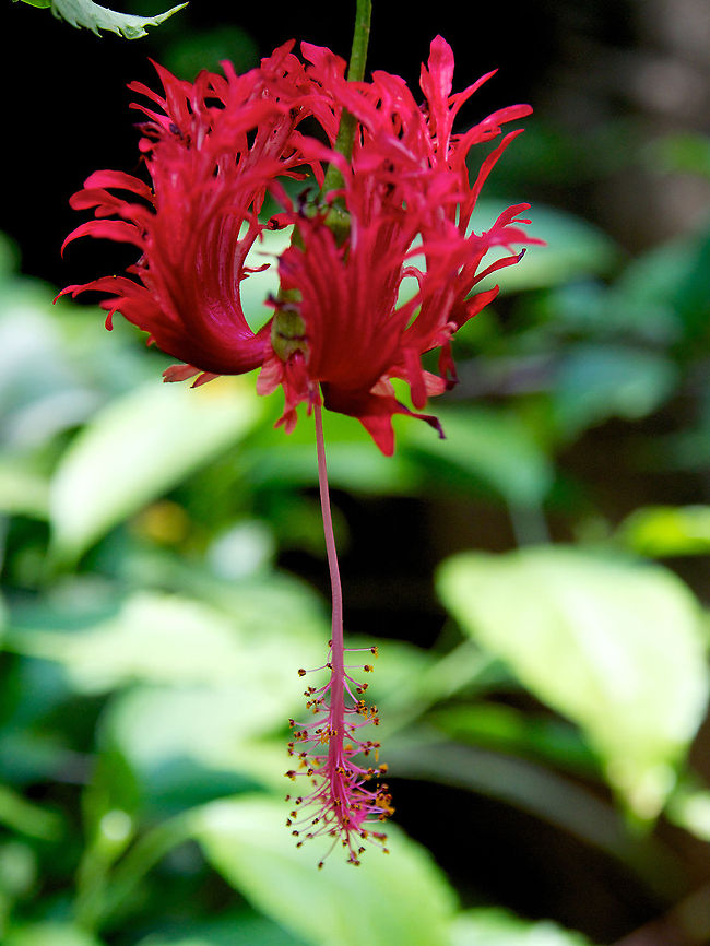 Hanging Shoe Flower  Hibiscus schizopetalus,Japanese Lanterns,Shoe flower,Sri Lanka