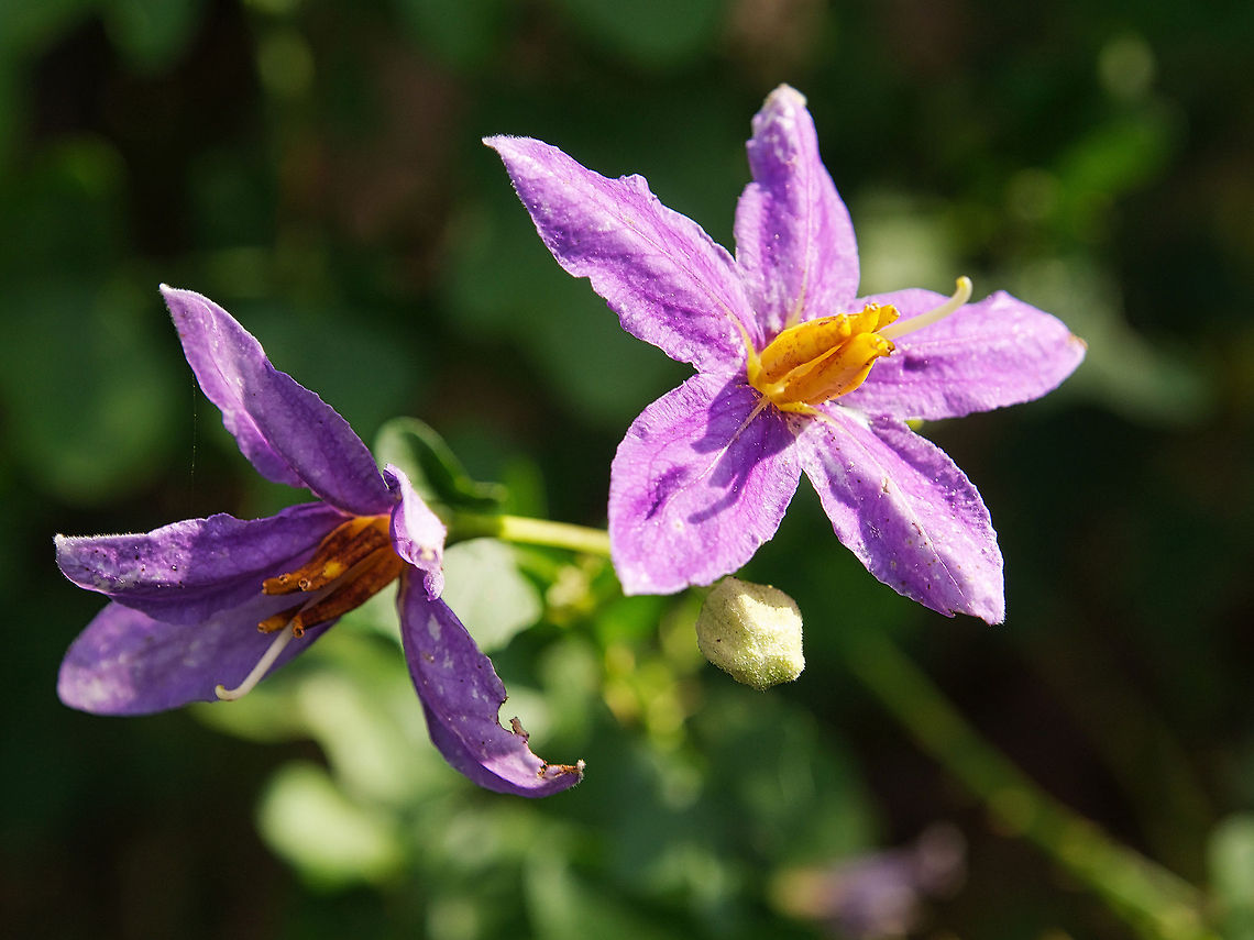 Solanum trilobatum (தூதுவளை) This plant is very famous for its medical values here, and the leaves are used in few dishes. Geotagged,Solanum trilobatum,Sri Lanka