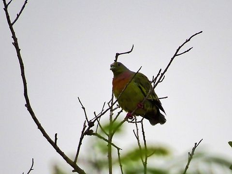 Pink-necked green pigeon                                 Geotagged,Pink-necked green pigeon,Sri Lanka,Treron vernans