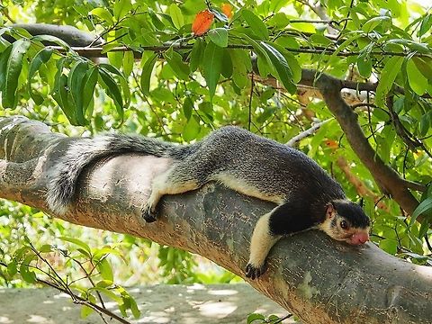 Sri Lankan Giant Squirrel  Geotagged,Squirrel,Sri Lanka