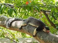 Sri Lankan Giant Squirrel  Geotagged,Squirrel,Sri Lanka