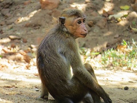 Toque macaque                                 Geotagged,Macaca sinica,Monkey,Sri Lanka,Toque macaque