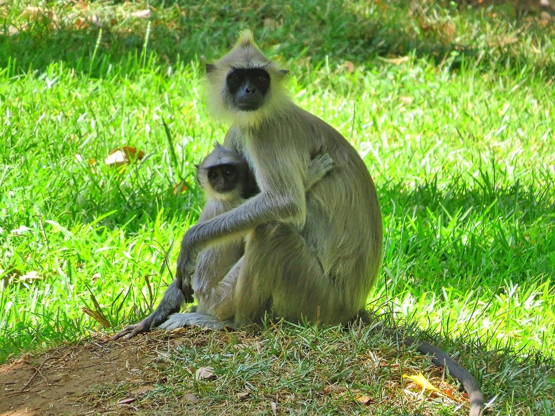 Tufted gray langur                                 Geotagged,Semnopithecus priam,Sri Lanka,Tufted gray langur,grey langur,monkey