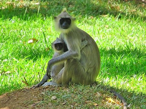 Tufted gray langur                                 Geotagged,Semnopithecus priam,Sri Lanka,Tufted gray langur,grey langur,monkey