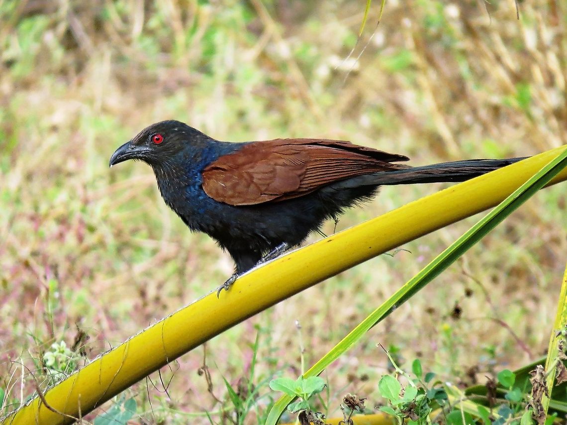 Greater coucal (செண்பகம்)  Centropus sinensis,Geotagged,Greater Coucal,Greater coucal,Sri Lanka