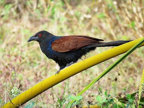 Greater coucal (செண்பகம்)  Centropus sinensis,Geotagged,Greater Coucal,Greater coucal,Sri Lanka