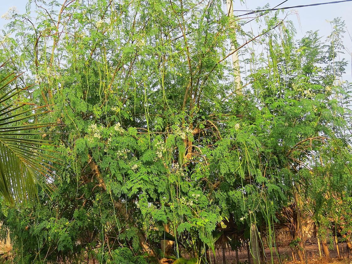 Moringa oleifera (with lot of drumsticks) In Sri lanka, both Moringa oleifera leaves and drumsticks are used as food extensively. Drumstick curry is very tasty. Drumstick,Geotagged,Moringa oleifera,Sri Lanka