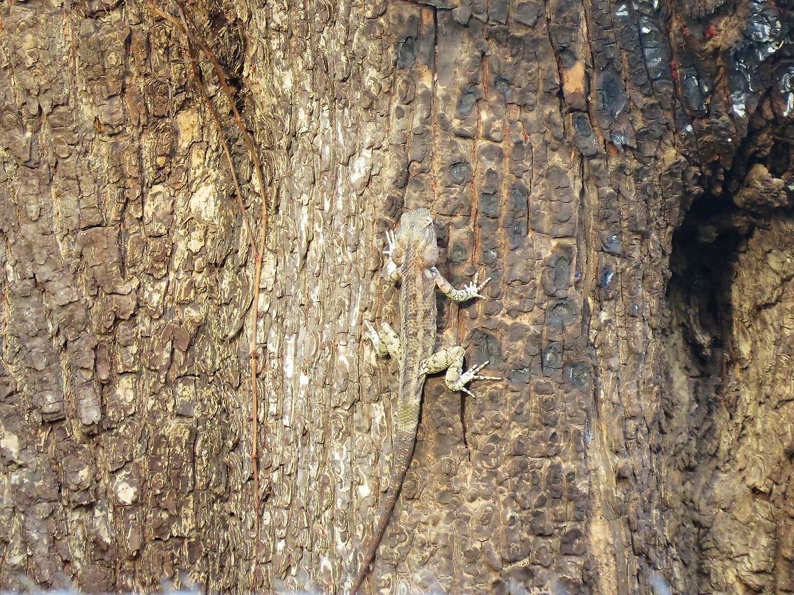 Do you still see me??                                 Calotes versicolor,Geotagged,Oriental Garden Lizard,Sri Lanka