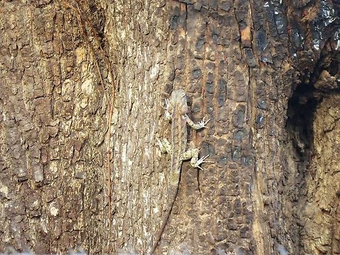 Do you still see me??                                 Calotes versicolor,Geotagged,Oriental Garden Lizard,Sri Lanka